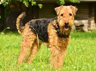 Airedale terrier
